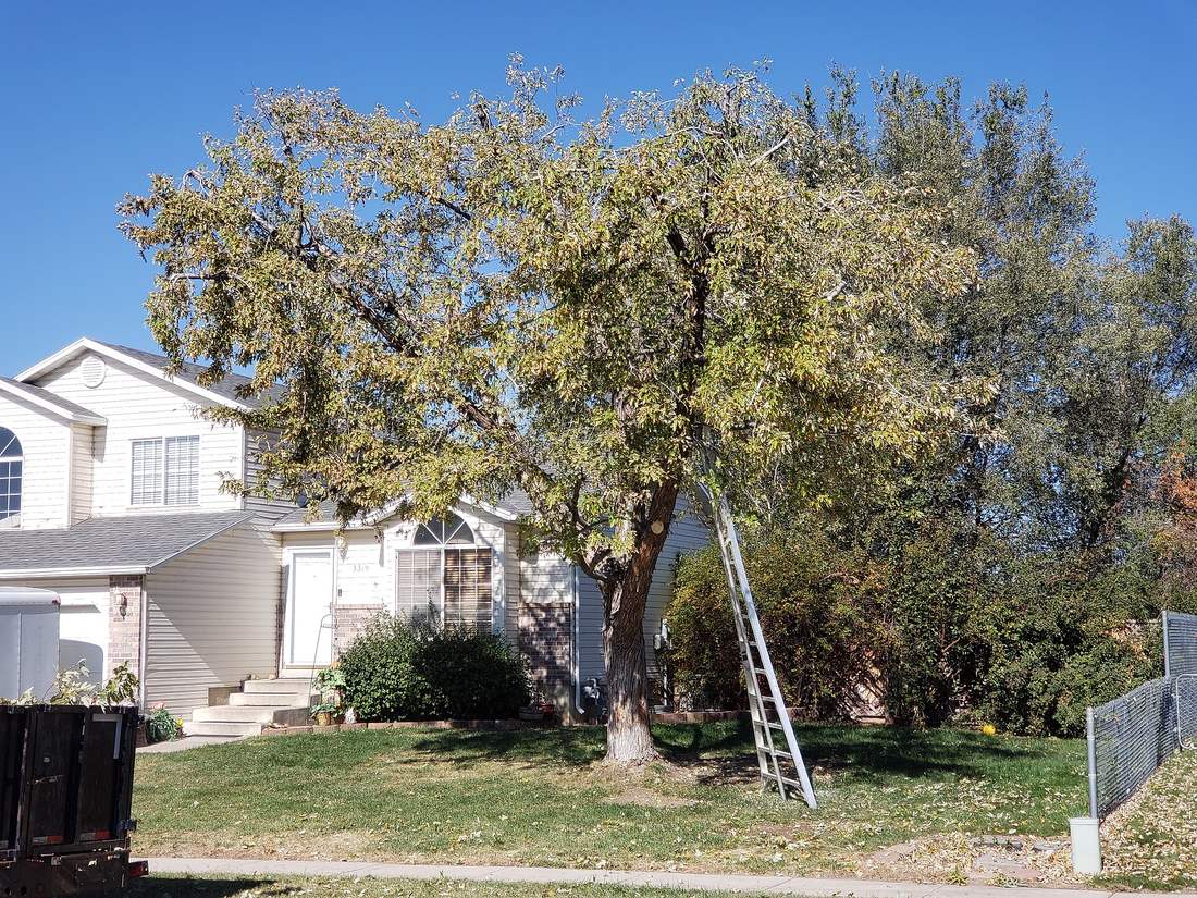 Tree care crew working beside a tall tree on a residential property